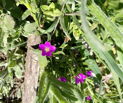 Calandrinia ciliata, photographed by Karen Offereins