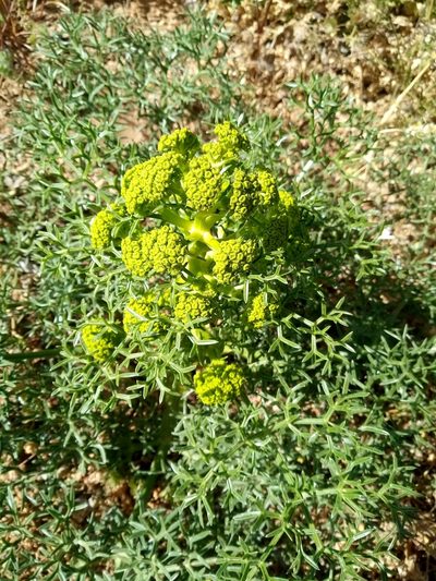 Cachrys cristata, photographed by Fabrizio Benedetti