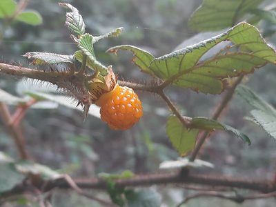 Rubus ellipticus, photographed by Abhinav Thakur