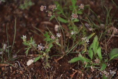 Lepidium desertorum, photographed by Tony Rebelo