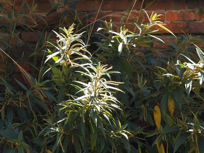 Boehmeria densiflora, photographed by 葉子