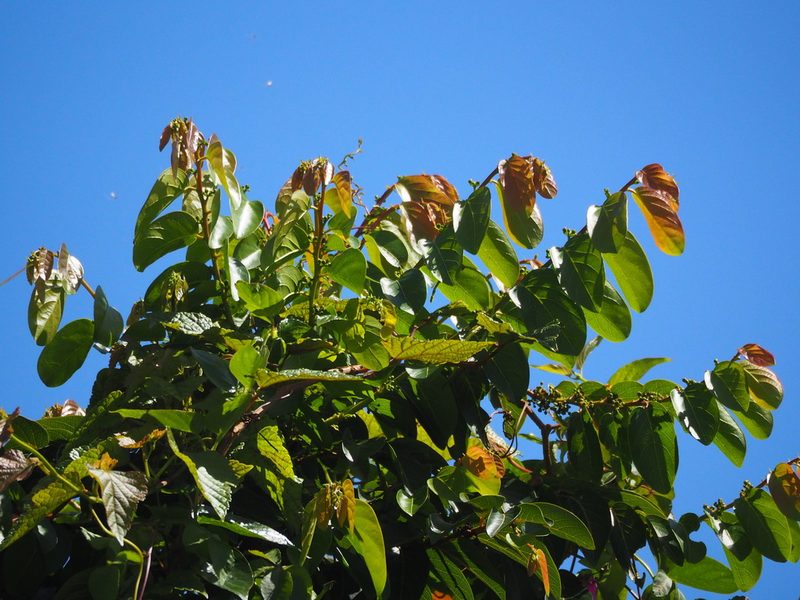 Glochidion zeylanicum, photographed by 葉子