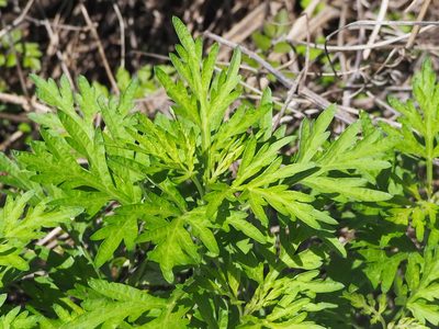 Artemisia indica, photographed by 葉子