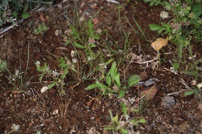 Lepidium desertorum, photographed by Tony Rebelo