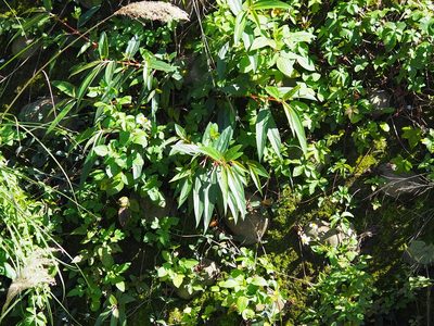 Boehmeria densiflora, photographed by 葉子