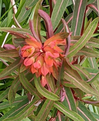 Euphorbia griffithii, photographed by thulahn