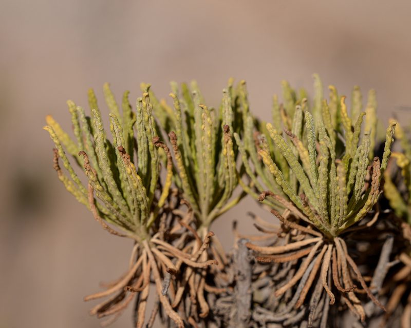 Pleocarphus revolutus, photographed by Nicolás Villaseca Merino