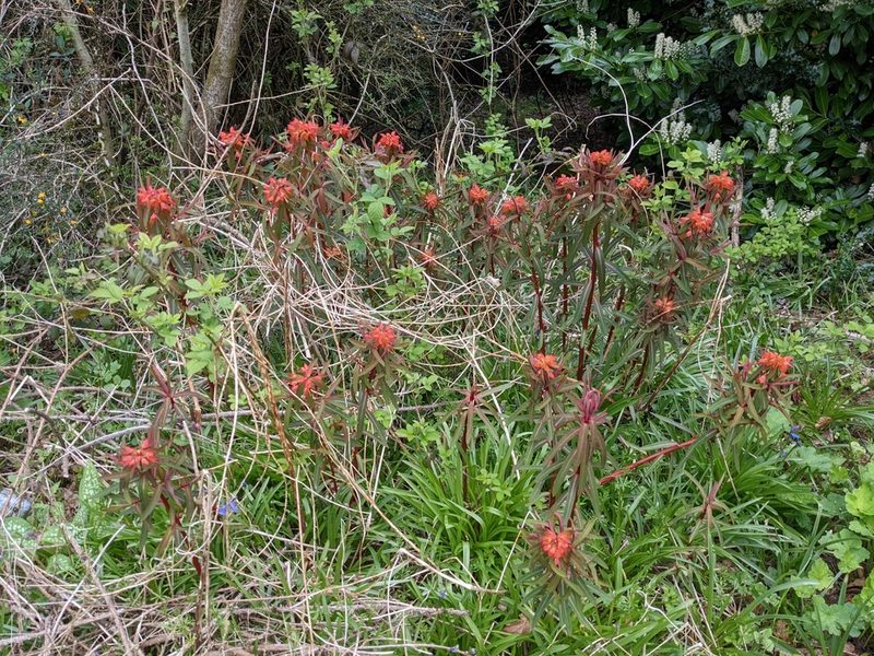 Euphorbia griffithii, photographed by thulahn