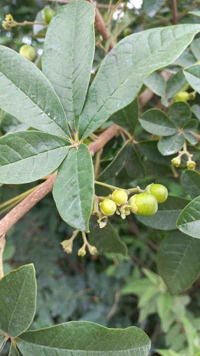 Vitex megapotamica, photographed by JG