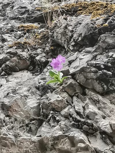 Primula carniolica, photographed by Ljaž