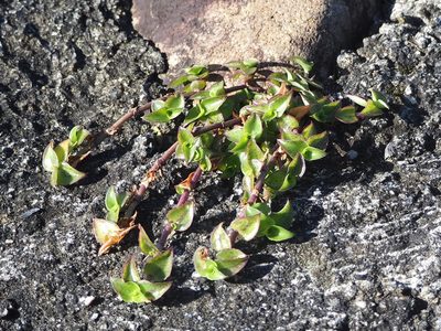 Callisia repens, photographed by 葉子