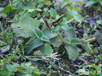 Coleus amboinicus, photographed by 葉子