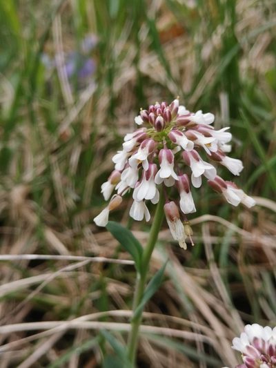 Noccaea praecox, photographed by Ljaž