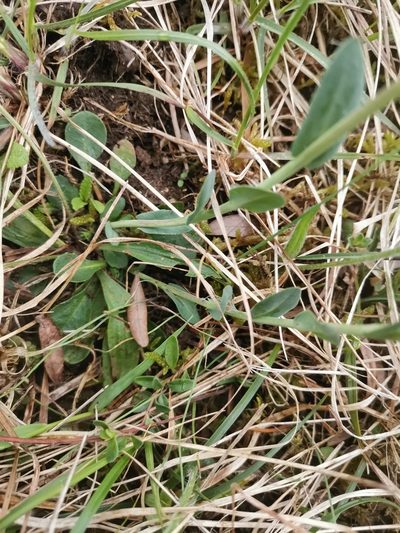 Noccaea praecox, photographed by Ljaž