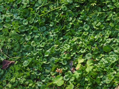 Dichondra micrantha, photographed by 葉子