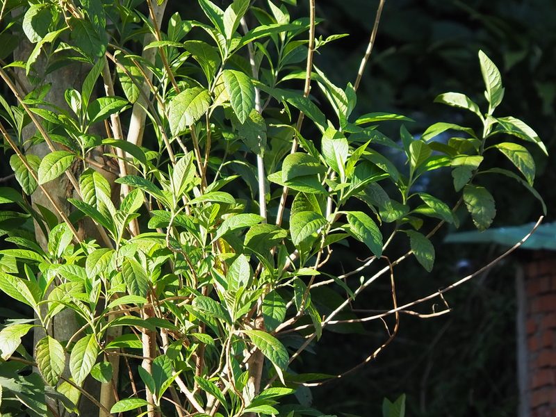 Gymnanthemum amygdalinum, photographed by 葉子