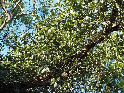 Ficus pumila, photographed by 葉子