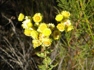 Helichrysum foetidum, photographed by Tim Kirsten