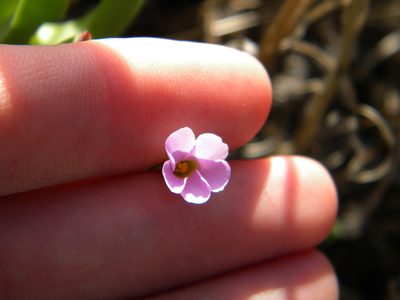 Oxalis caprina, photographed by Tim Kirsten