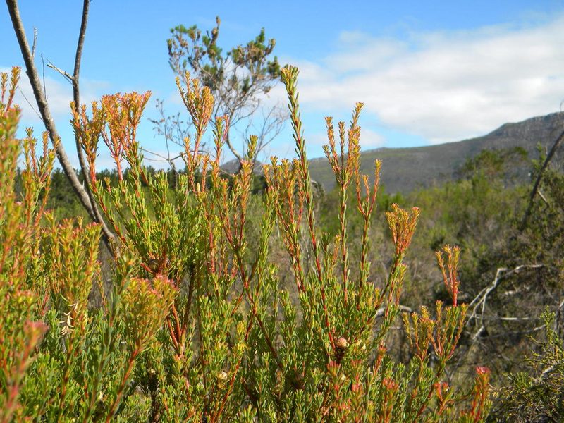 Leucadendron levisanus, photographed by Tim Kirsten