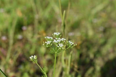 Ptilimnium capillaceum, photographed by Michelle Sevcovas