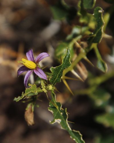 Solanum humile, photographed by Tony Rebelo