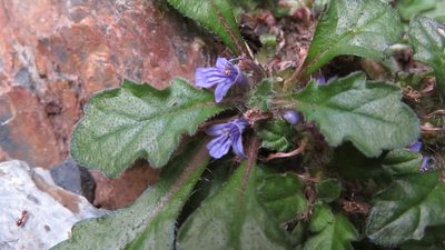 Ajuga decumbens, photographed by yajapin