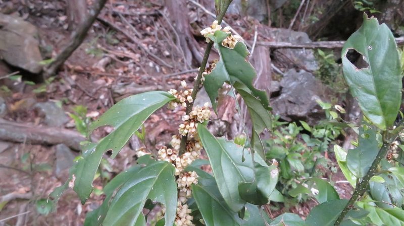 Maesa japonica, photographed by yajapin