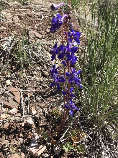 Delphinium andersonii, photographed by Leah Gardner