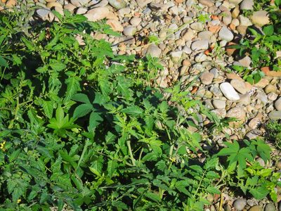 Solanum lycopersicum, photographed by 葉子