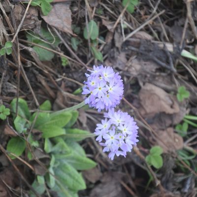 Primula denticulata, photographed by Name