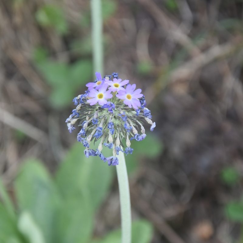 Primula denticulata, photographed by Name