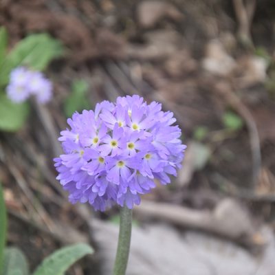Primula denticulata, photographed by Name