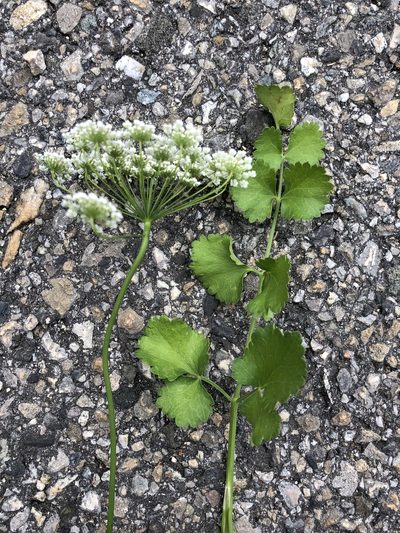 Pimpinella peregrina, photographed by Jason Grant