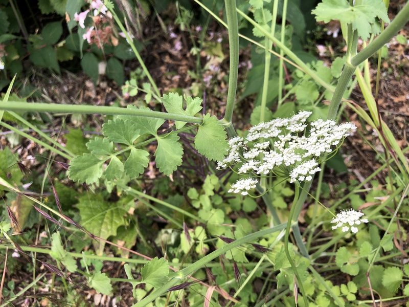 Pimpinella peregrina, photographed by Jason Grant
