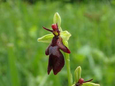 Ophrys insectifera, photographed by Daniel Cahen