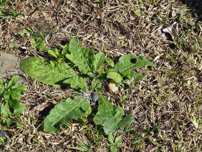 Nicotiana plumbaginifolia, photographed by 葉子