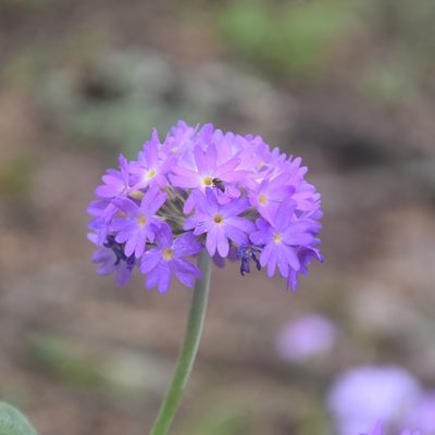 Primula denticulata, photographed by Name