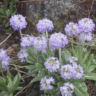 Primula denticulata, photographed by Name