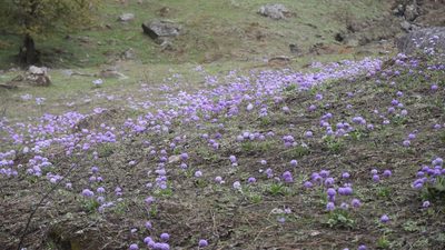 Primula denticulata, photographed by Name
