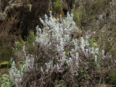 Helichrysum splendidum, photographed by Peter Warren
