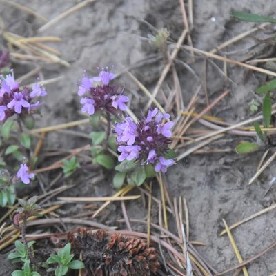 Thymus linearis, photographed by Name
