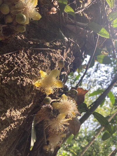 Gynocardia odorata, photographed by John Kenrick Gibson