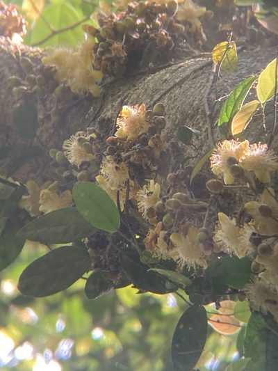 Gynocardia odorata, photographed by John Kenrick Gibson