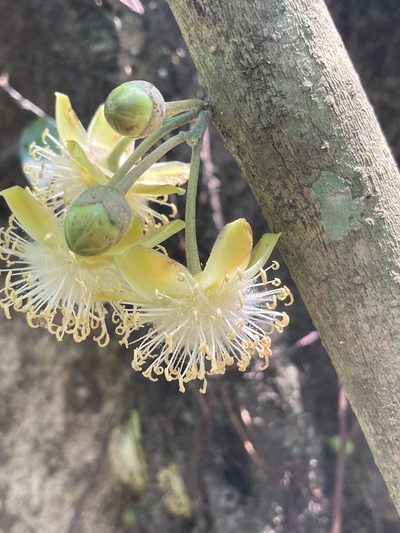 Gynocardia odorata, photographed by John Kenrick Gibson