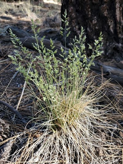 Poa fendleriana, photographed by Craig Martin