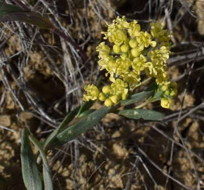 Lepidium jaredii, photographed by Gail A Baker