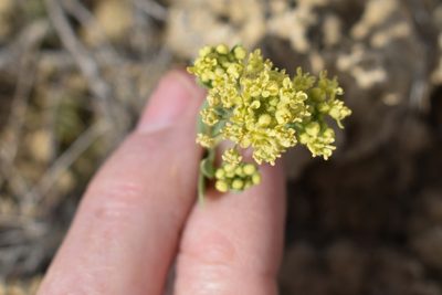 Lepidium jaredii, photographed by Gail A Baker