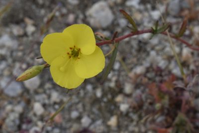 Camissonia campestris, photographed by Gail A Baker