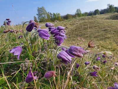 Pulsatilla vulgaris, photographed by Jonathan Hughes